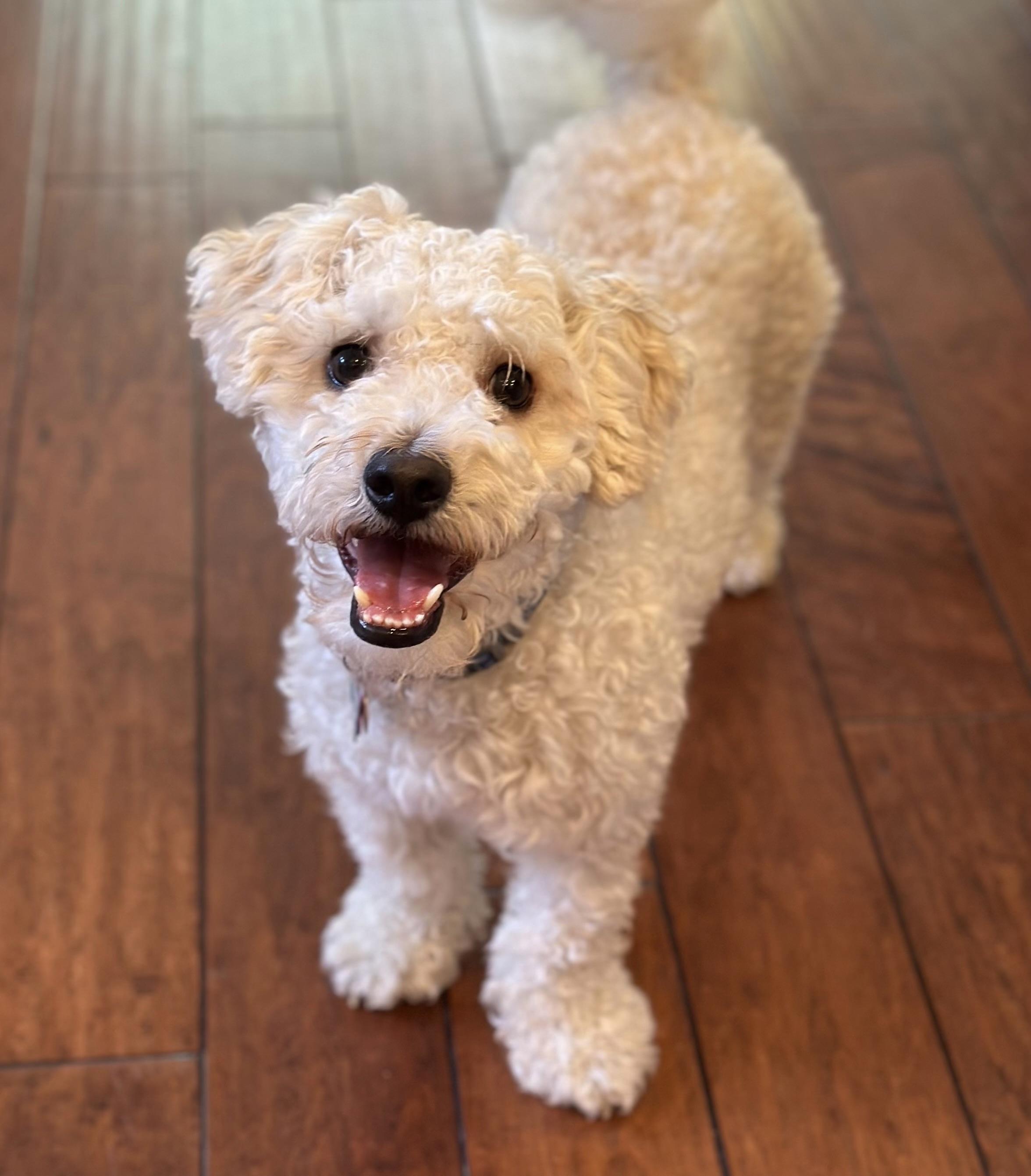 Enlarge Maury #514/542, a Adoptable mixed breed in Placentia, CA image 3/6