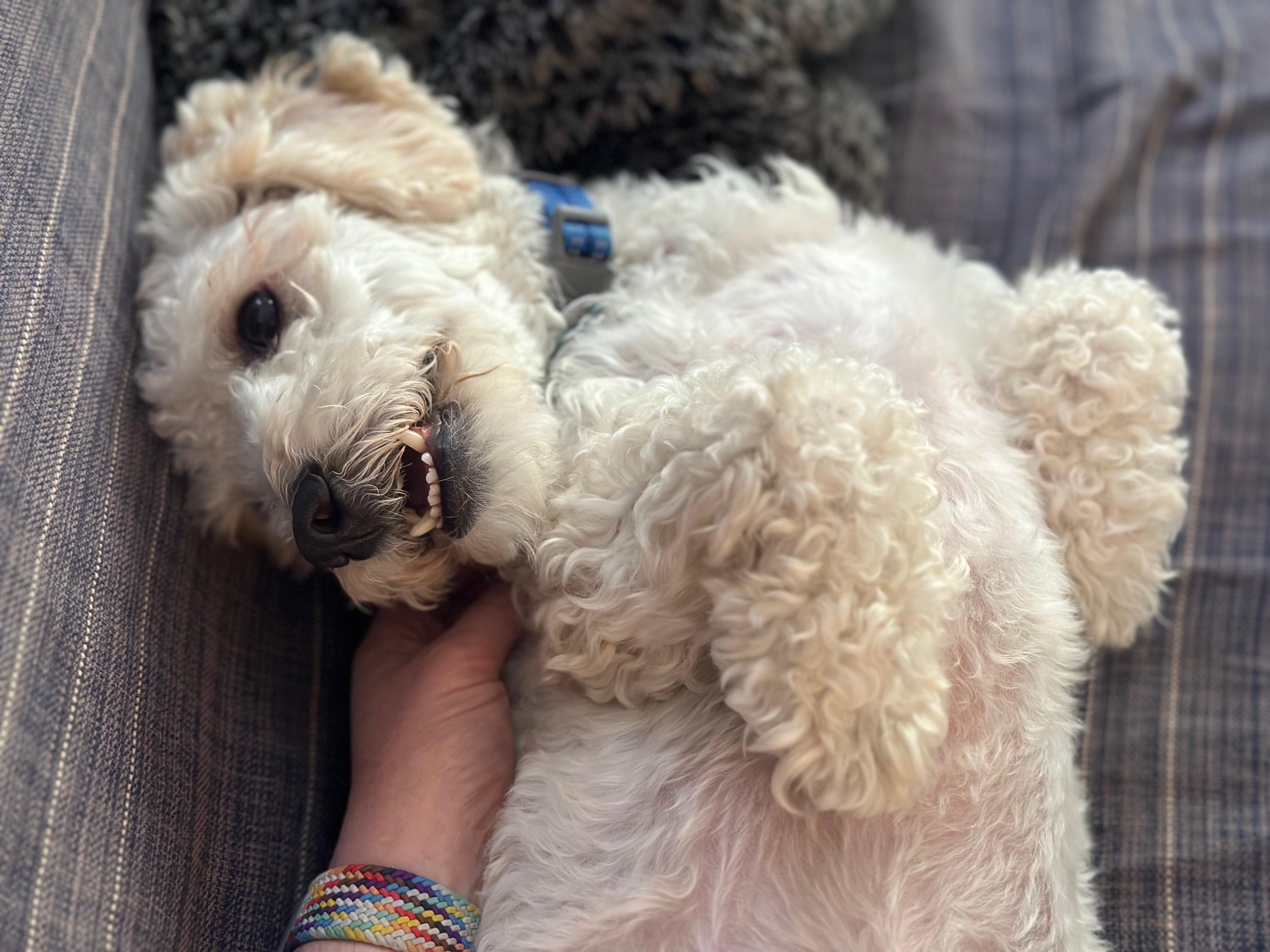 Enlarge Maury #514/542, a Adoptable mixed breed in Placentia, CA image 4/6