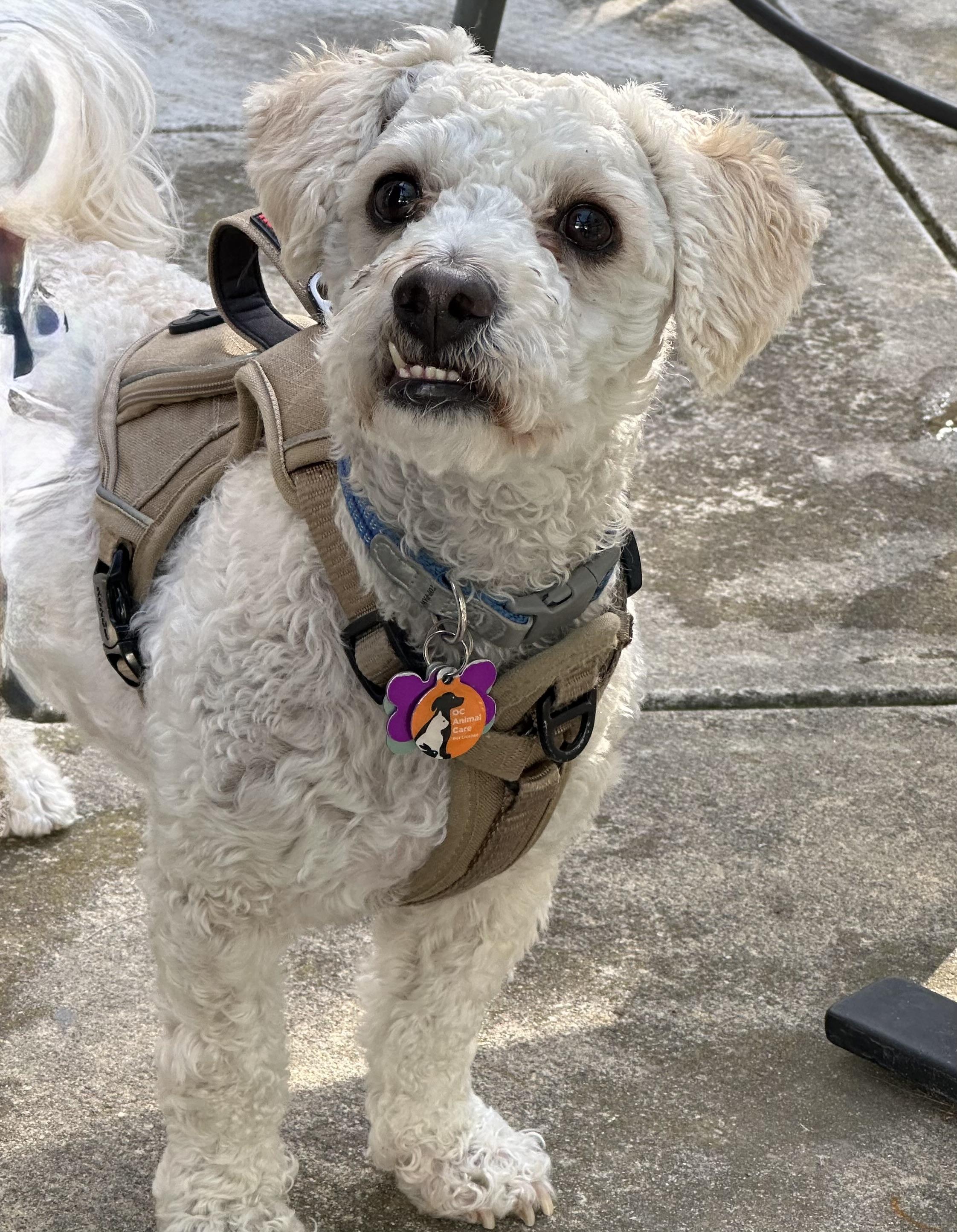 Enlarge Maury #514/542, a Adoptable mixed breed in Placentia, CA image 5/6