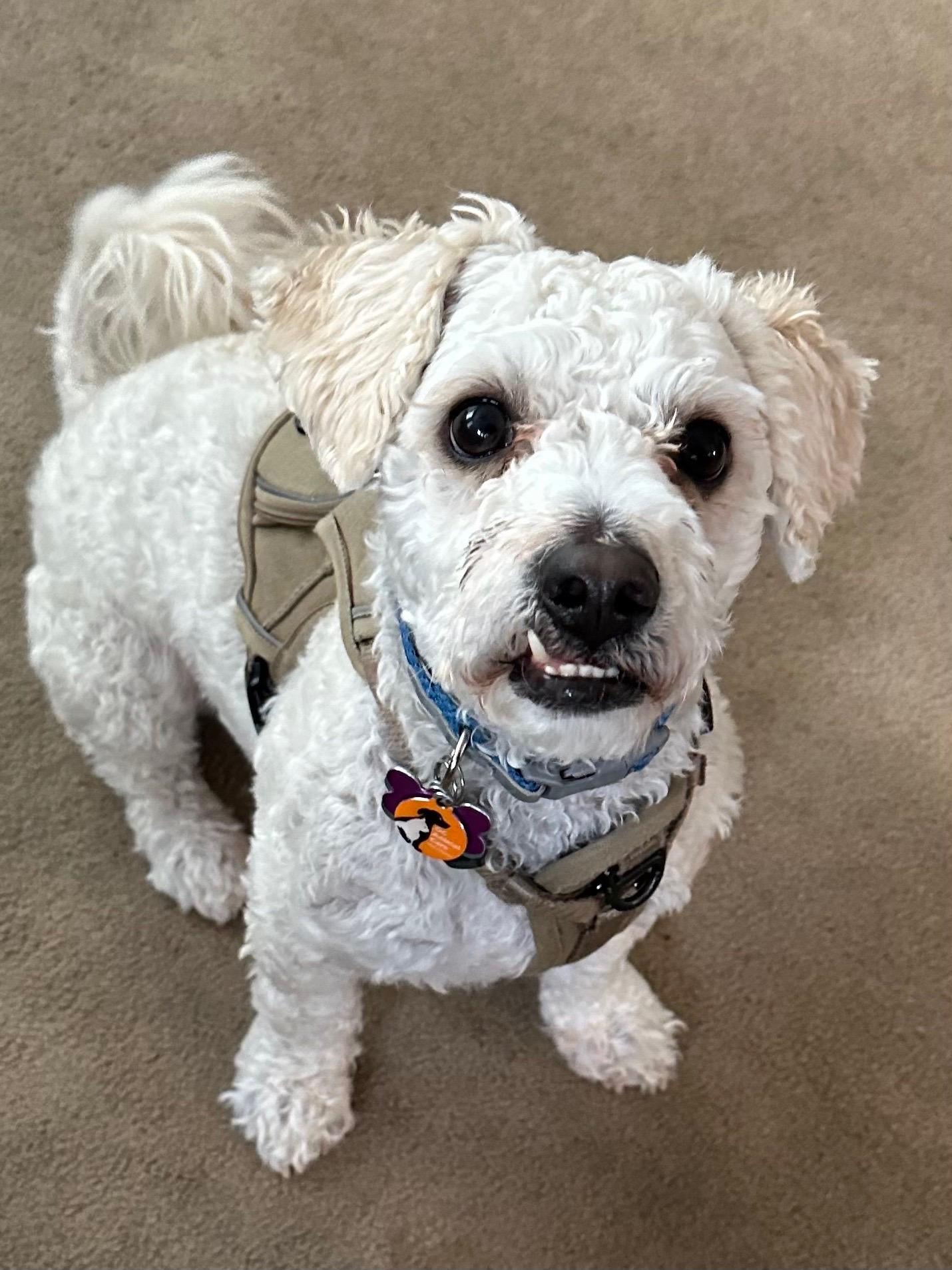 Enlarge Maury #514/542, a Adoptable mixed breed in Placentia, CA image 6/6