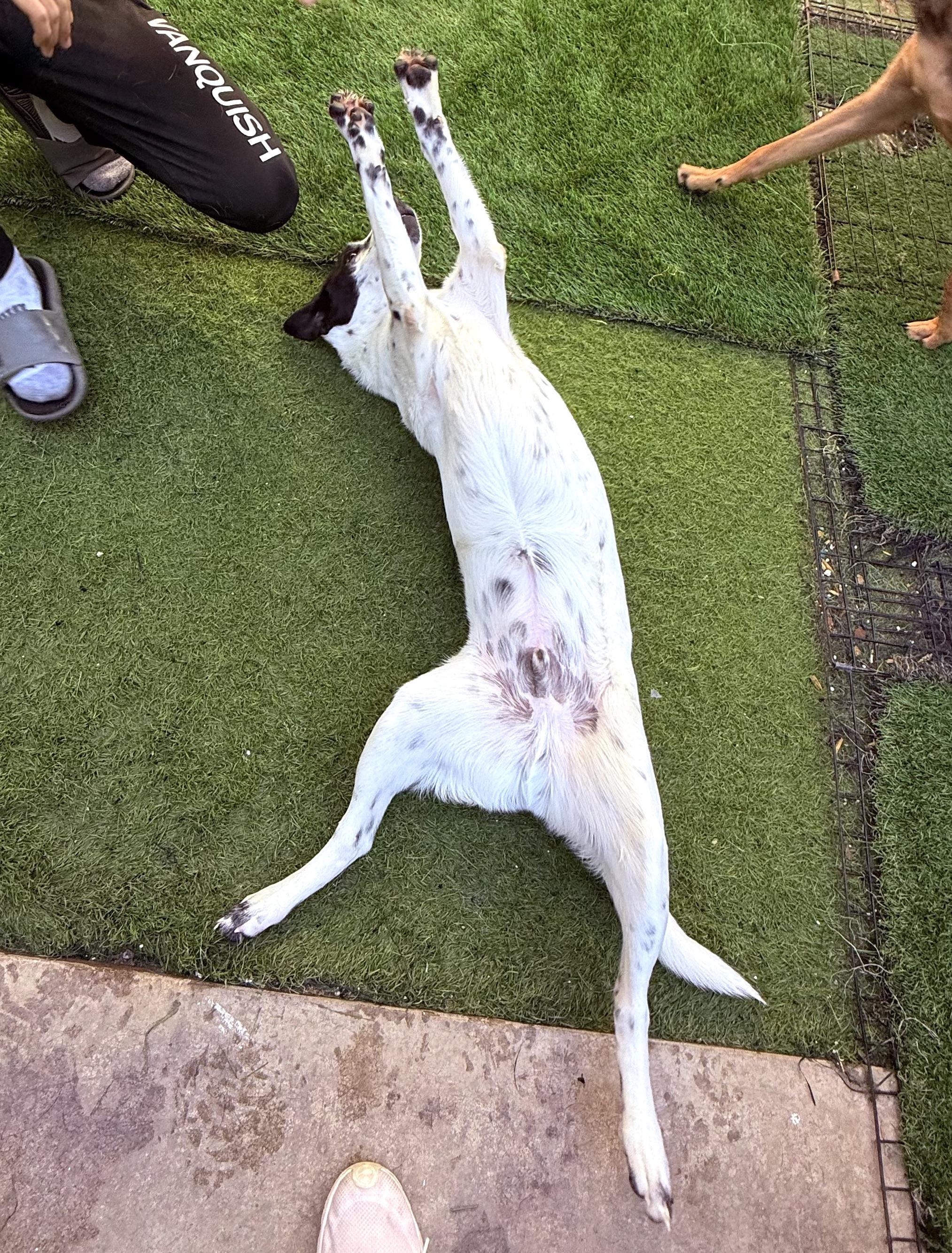 Snoopy (2) — thumbnail 3