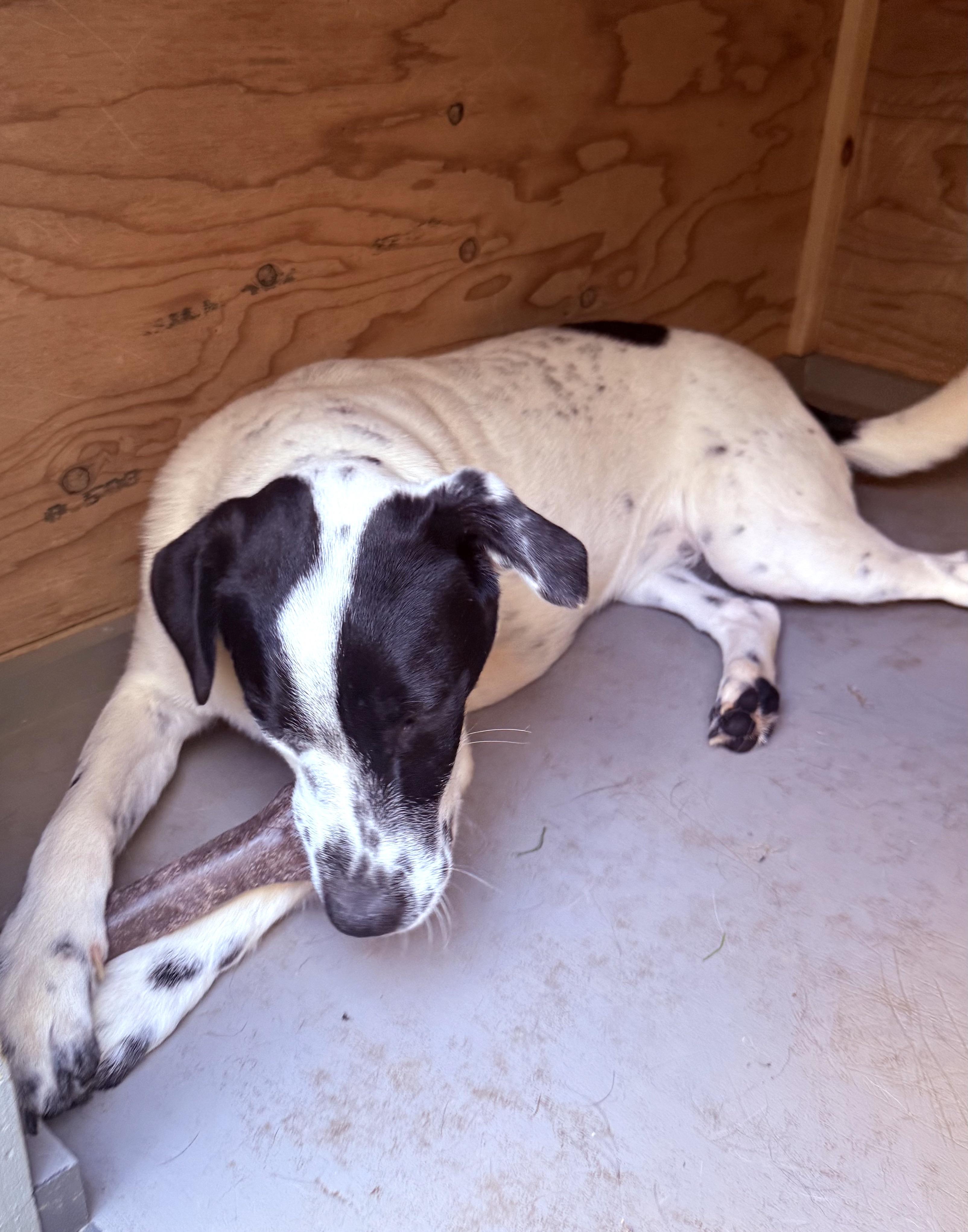 Snoopy (2) — thumbnail 4