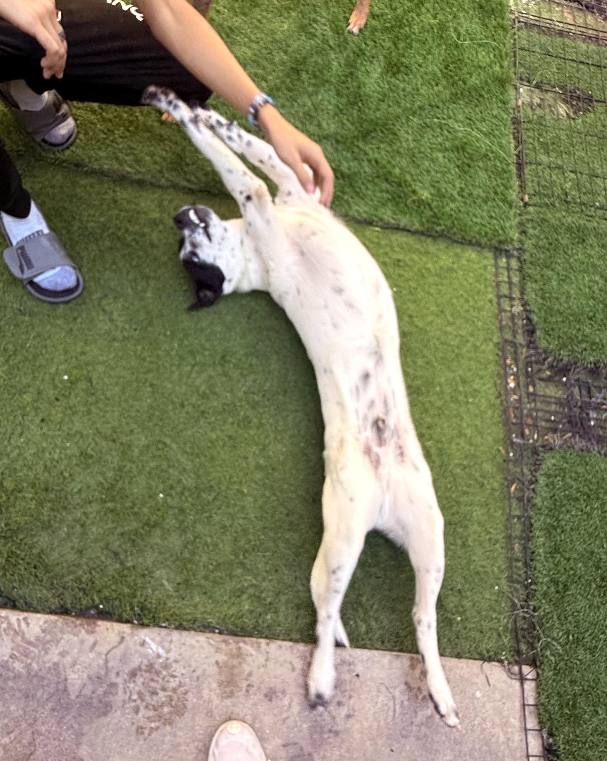 Snoopy (2) — thumbnail 5