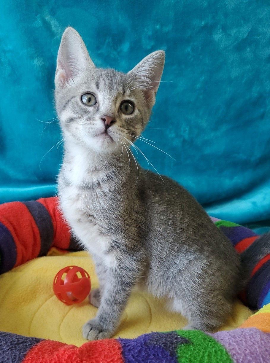 Enlarge Morgana, a Adopted Domestic Short Hair in Greenville, IL image 1/1