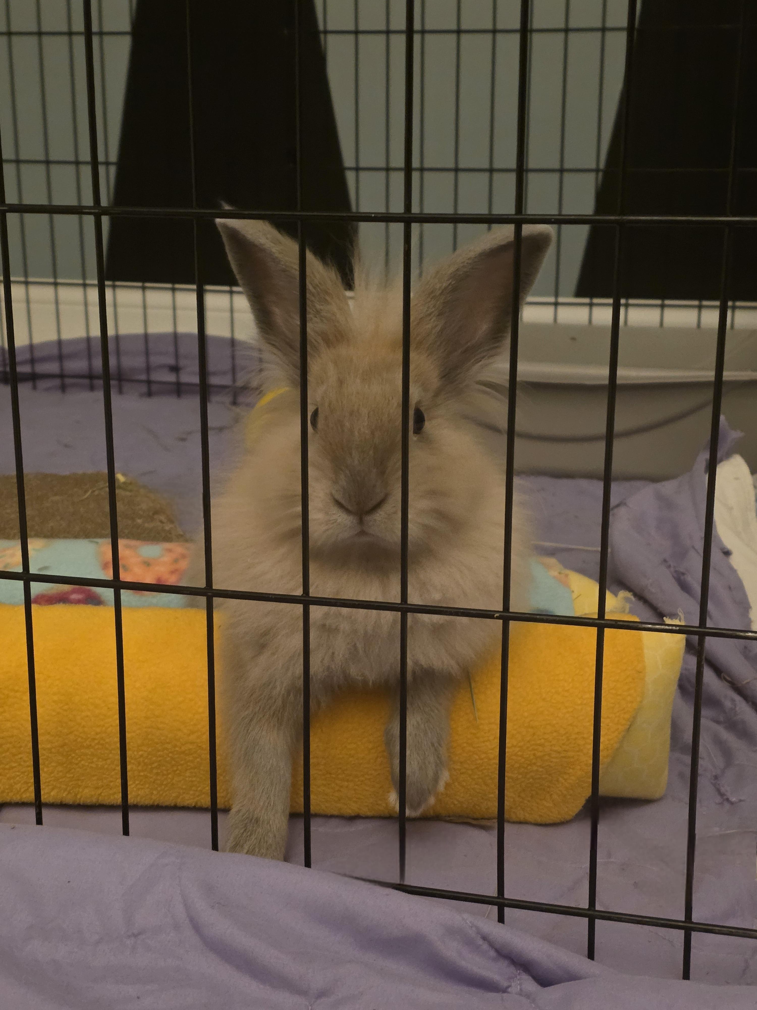 Cactus, Adopted, Young Male Lionhead.