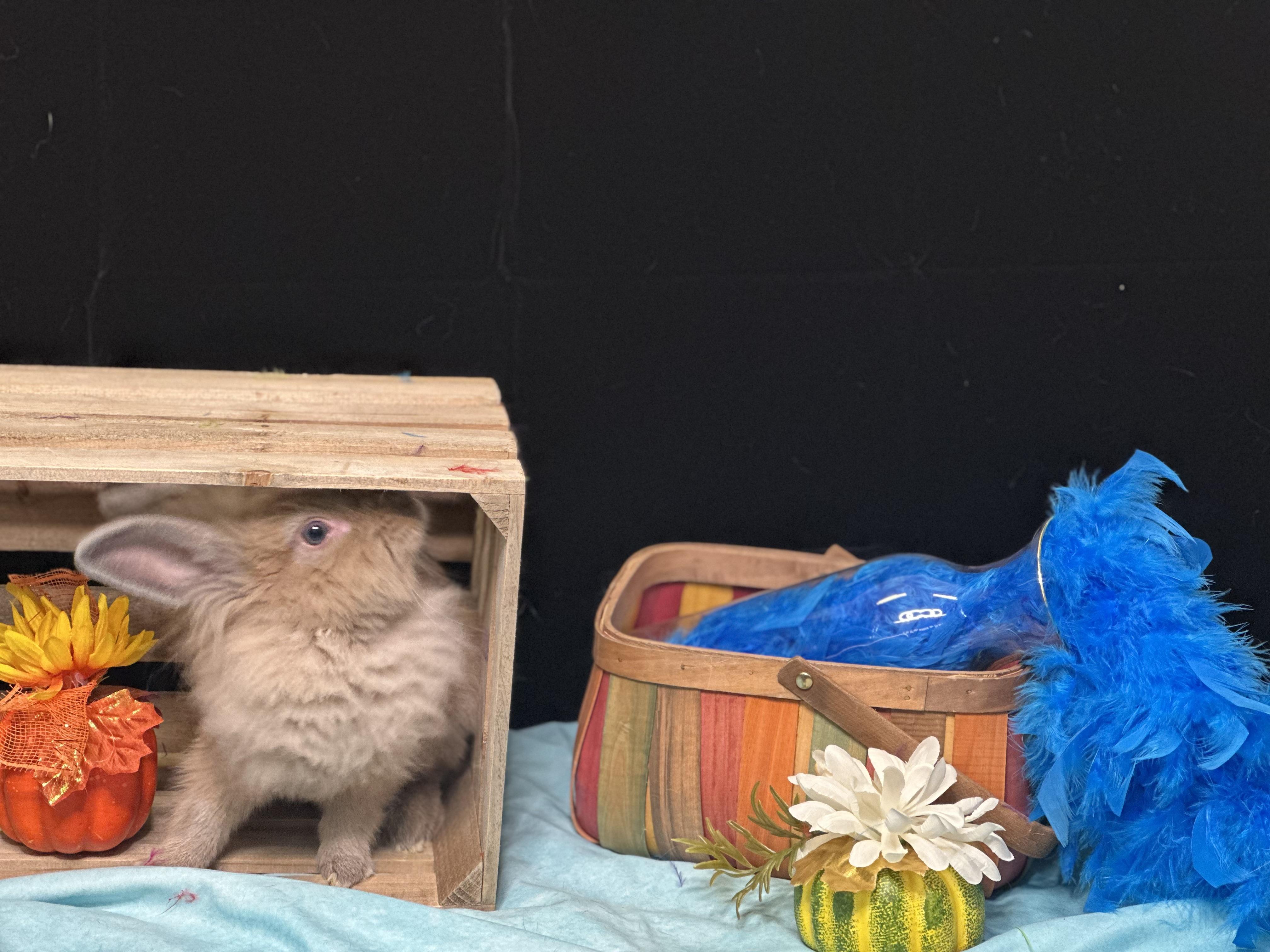 Enlarge Cactus, a Adopted Lionhead in Westerville, OH image 2/5