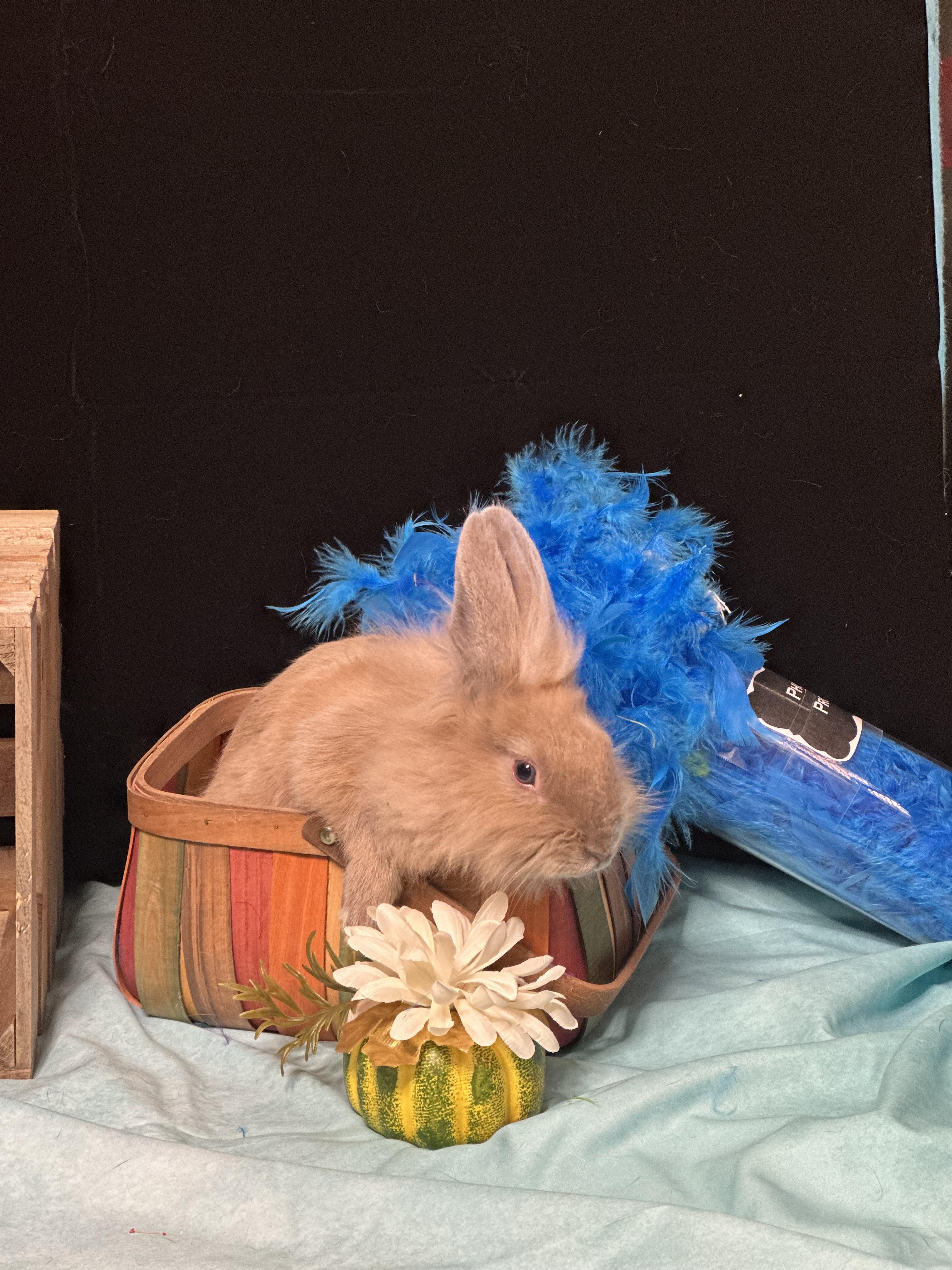 Enlarge Cactus, a Adopted Lionhead in Westerville, OH image 3/5