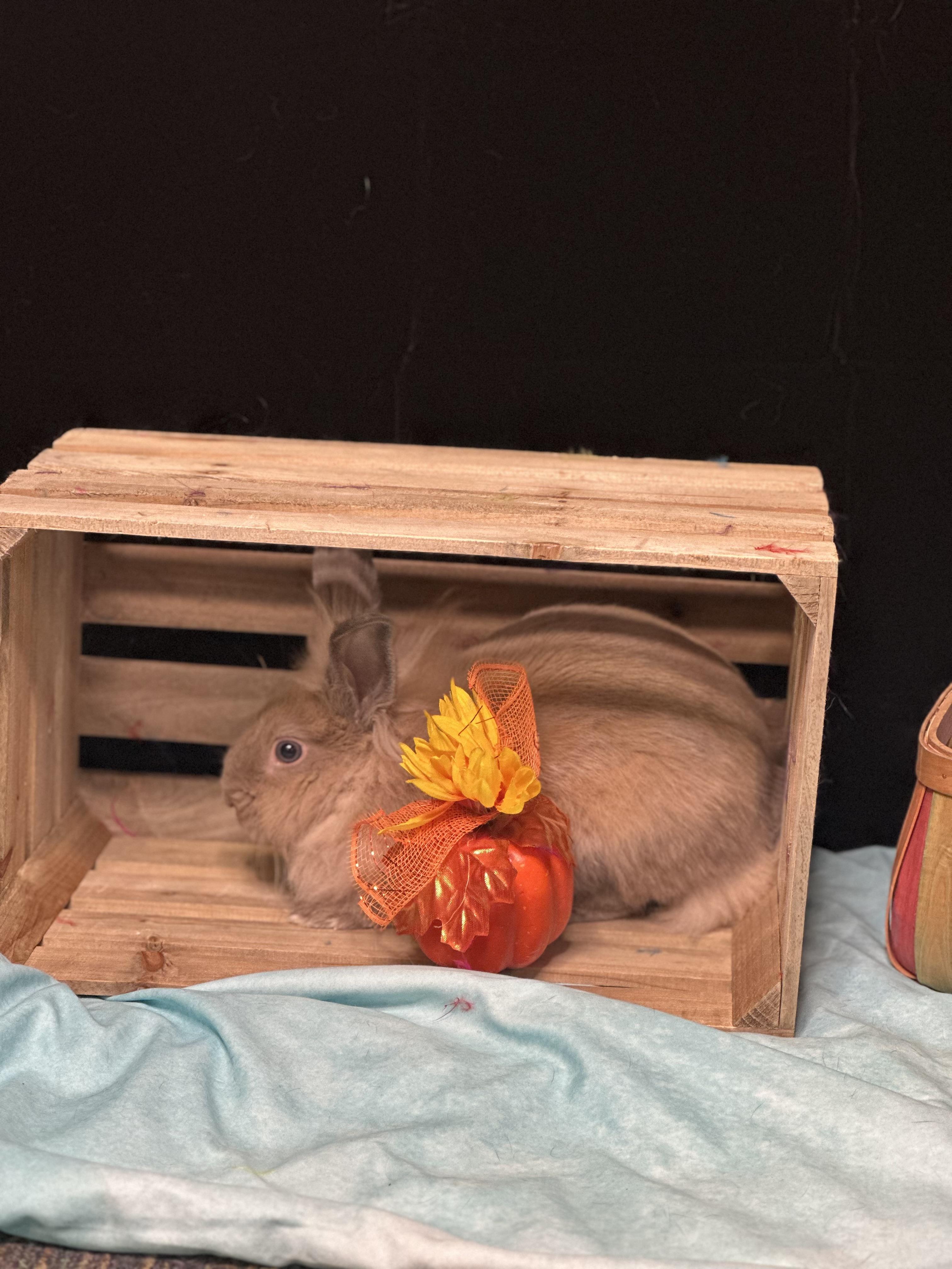 Enlarge Cactus, a Adopted Lionhead in Westerville, OH image 4/5
