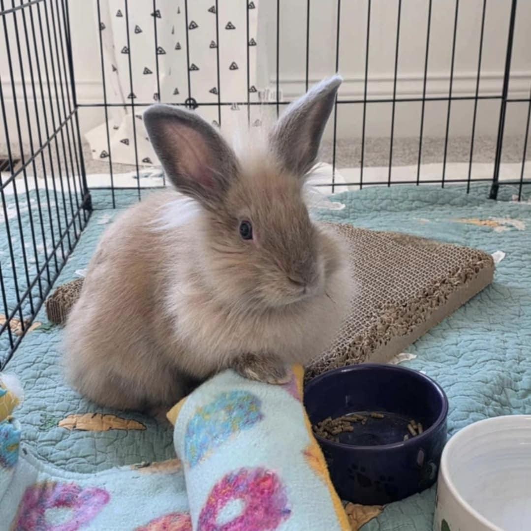 Enlarge Cactus, a Adopted Lionhead in Westerville, OH image 5/5
