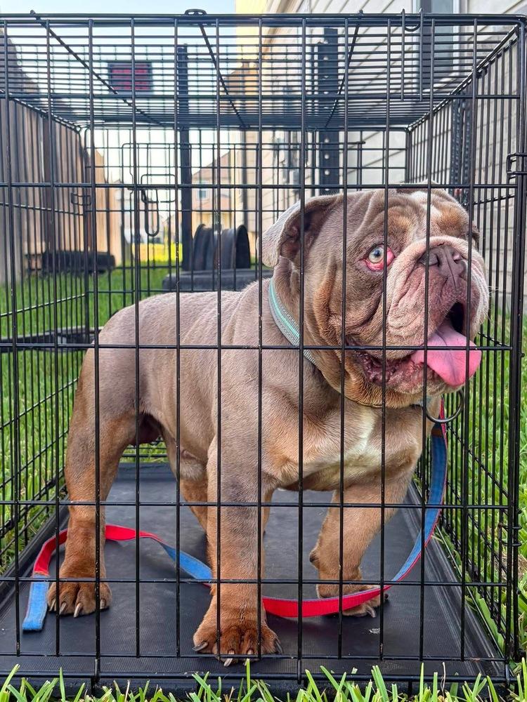 Max 2.0, Adopted, Adult Male American Bulldog.
