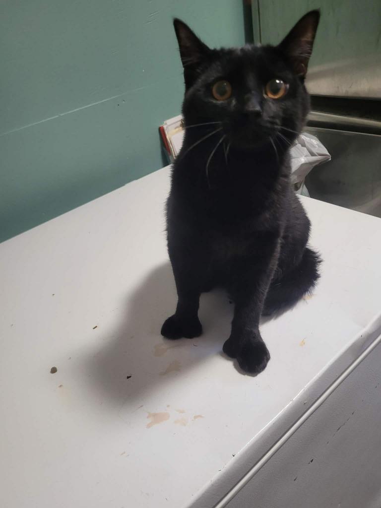 Enlarge Ekho, a Adoptable mixed breed in Kodiak, AK image 1/2