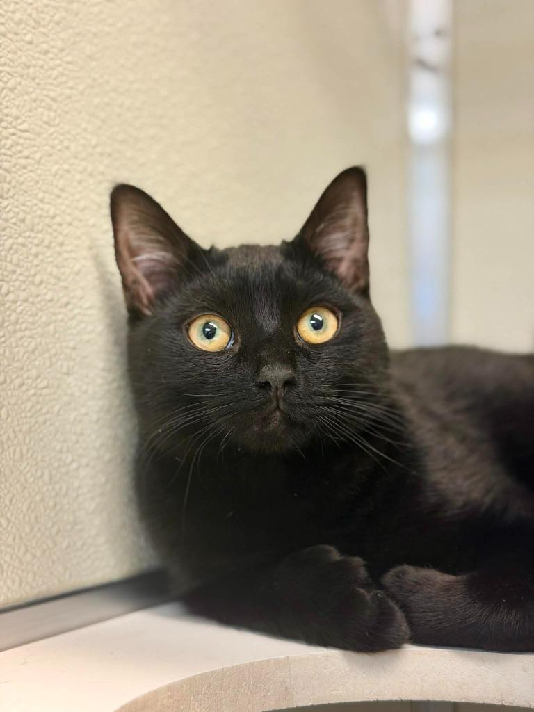 Enlarge Ekho, a Adoptable mixed breed in Kodiak, AK image 2/2