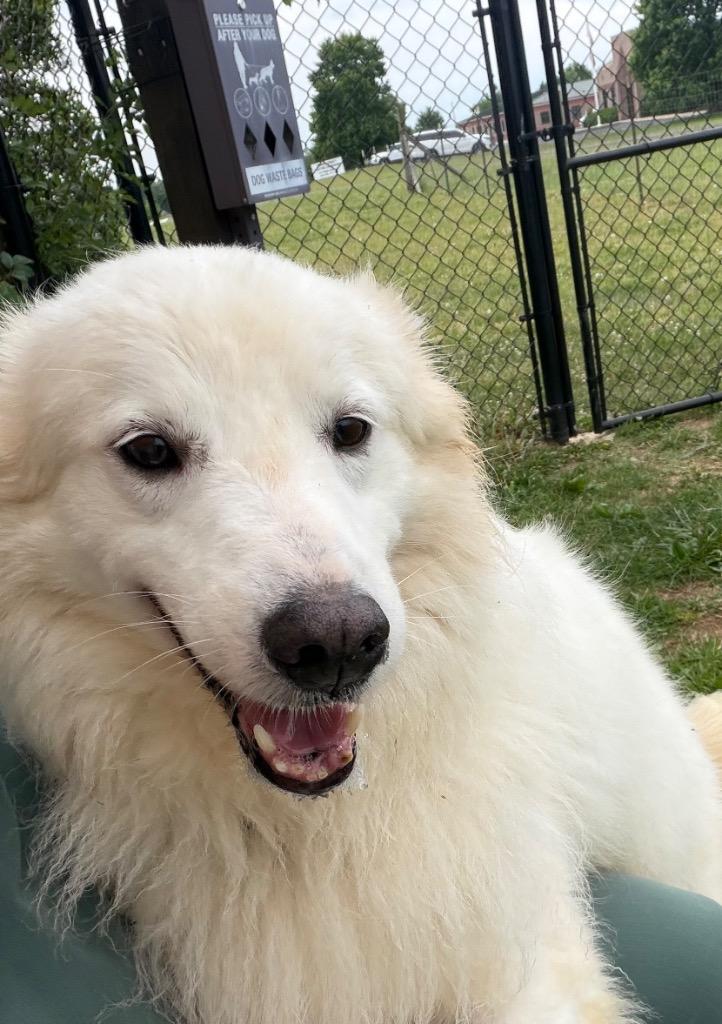 Lucas, a Adoptable Great Pyrenees in Gallatin, TN image 1/2