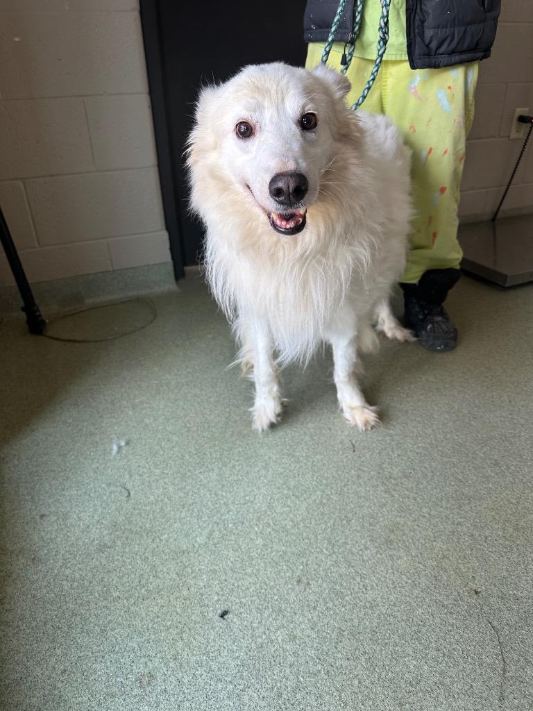 Lucas, a Adoptable Great Pyrenees in Gallatin, TN image 2/2