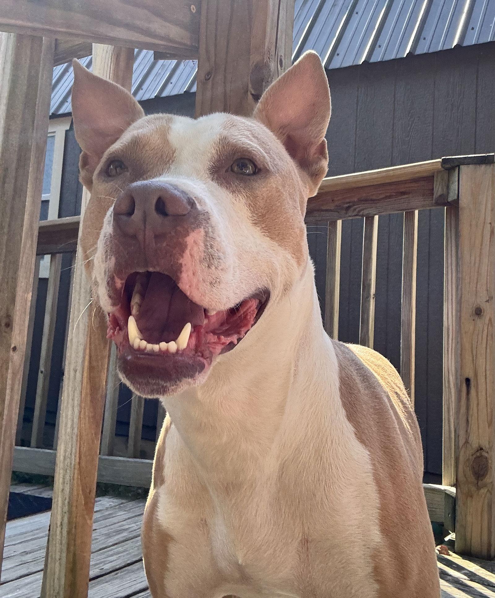 Dalton, Adopted, Young Male American Staffordshire Terrier & American Bulldog.