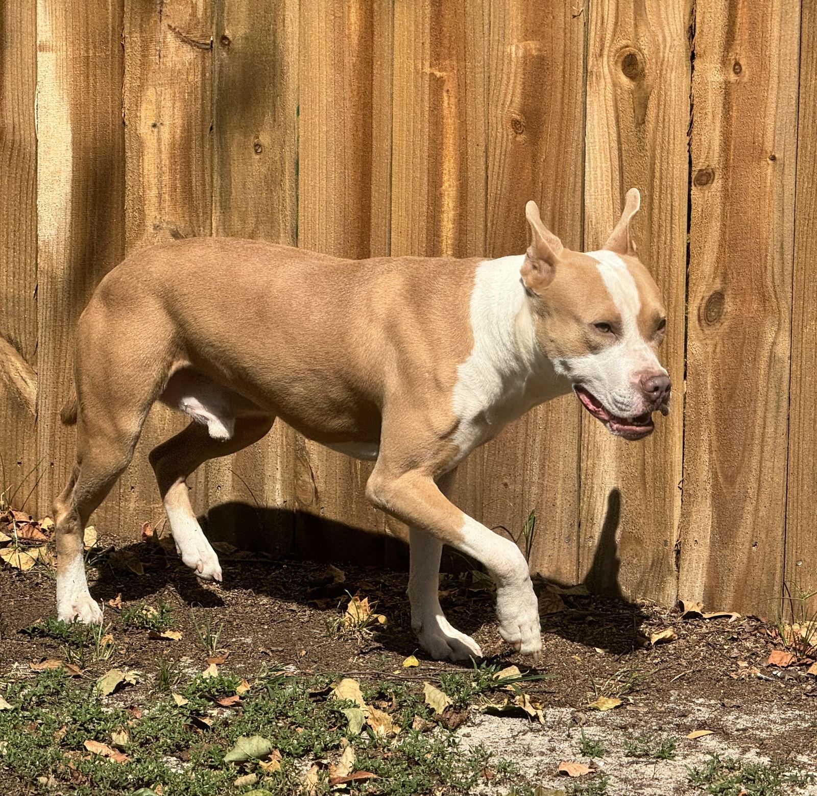 Enlarge Dalton, a Adopted mixed breed in Lexington, SC image 2/3