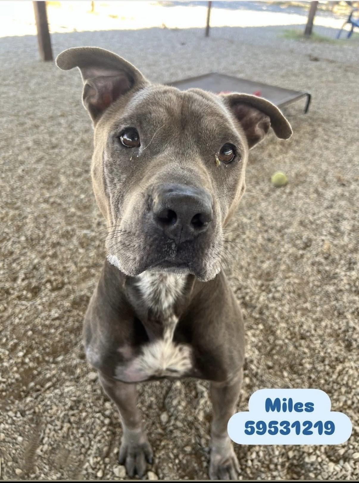 Enlarge Miles, a ADOPTABLE Pit Bull Terrier in Littleton, CO image 1/1