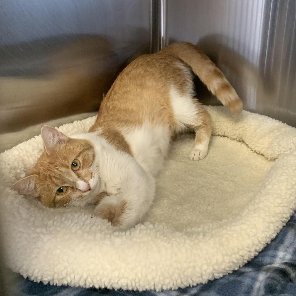 Persephone, Adoptable, Adult Female Domestic Short Hair.