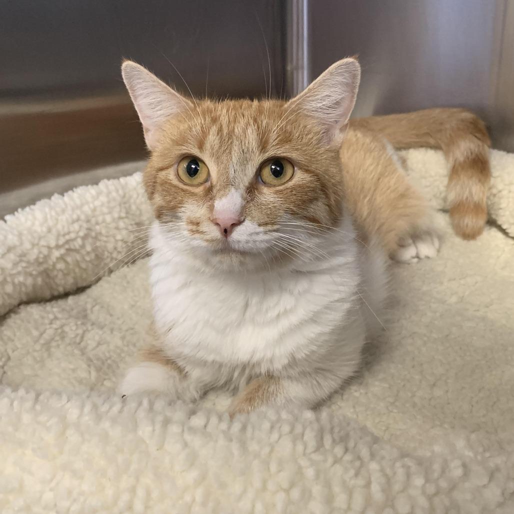 Enlarge Persephone, a Adoptable Domestic Short Hair in Blairsville, GA image 2/2