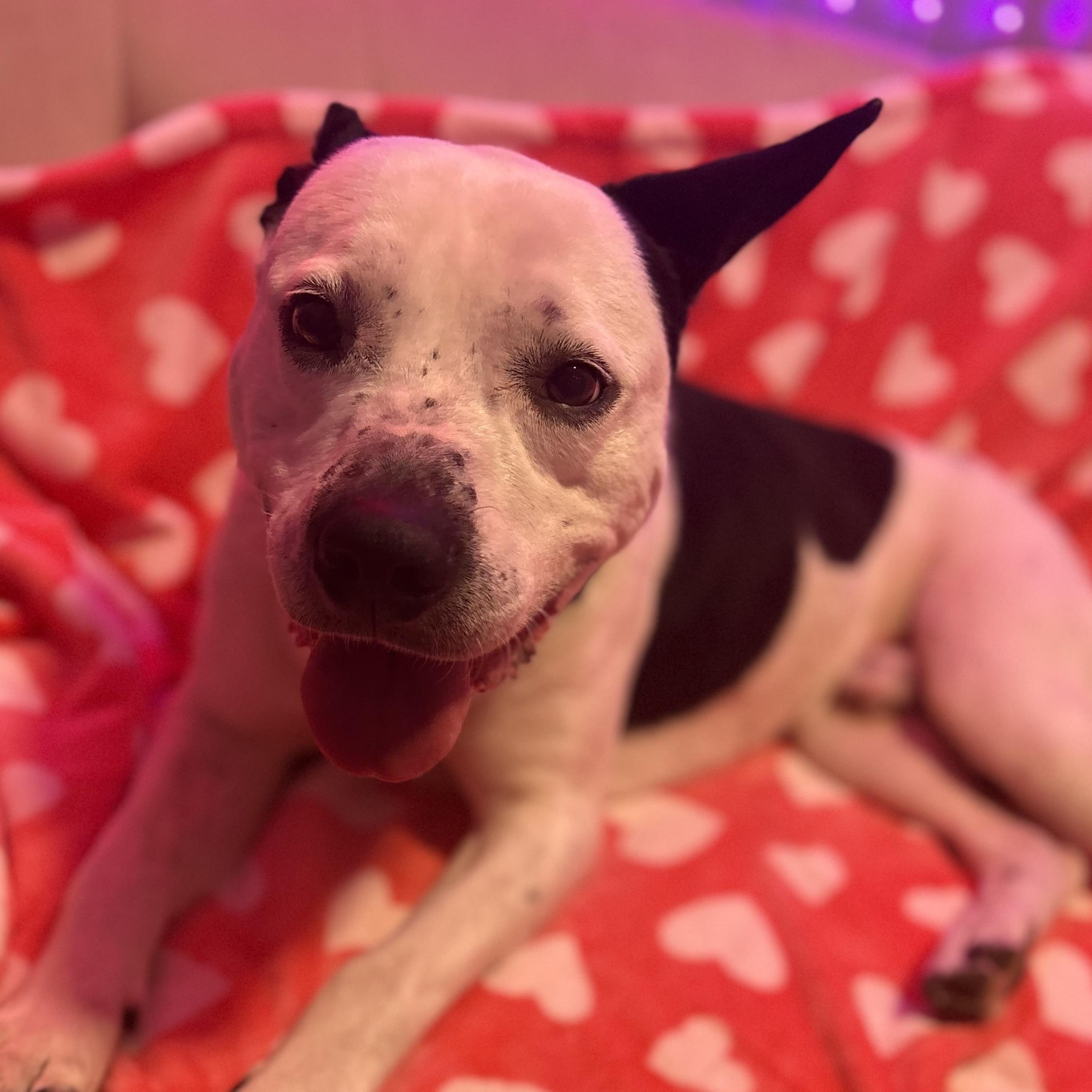 Bolt, a Adoptable mixed breed in Latham, NY image 4/6