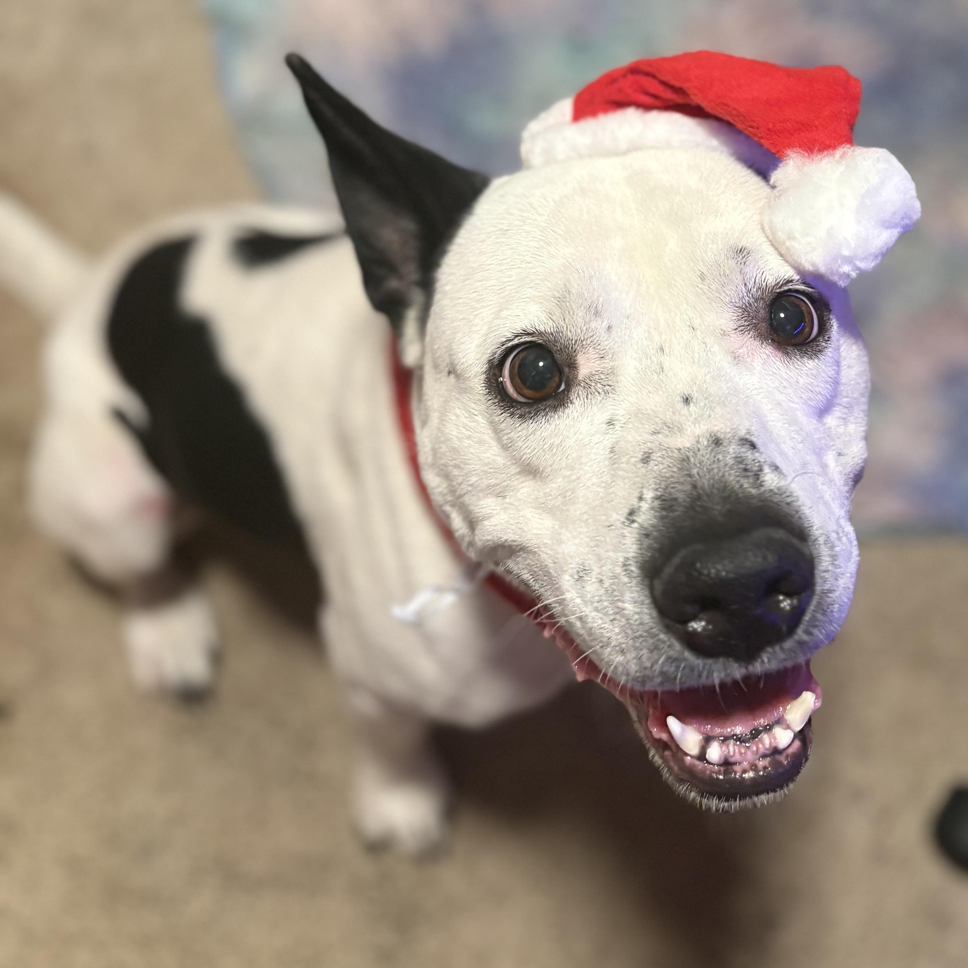 Bolt, a Adoptable mixed breed in Latham, NY image 3/6