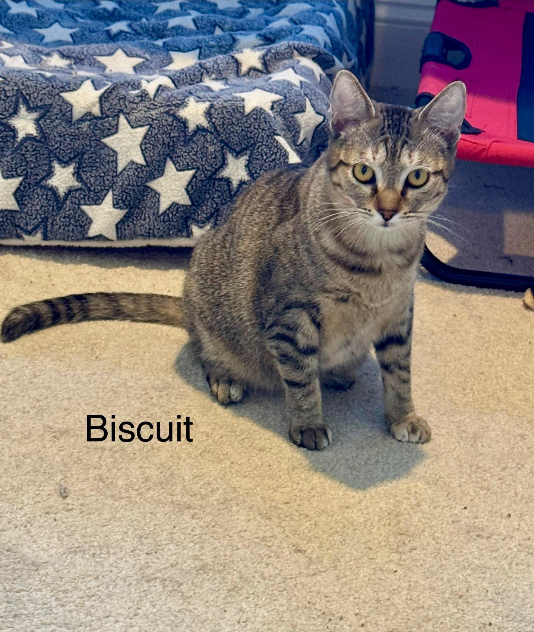 Enlarge BISCUIT, a Adoptable Domestic Short Hair in Wilmington, NC image 2/3