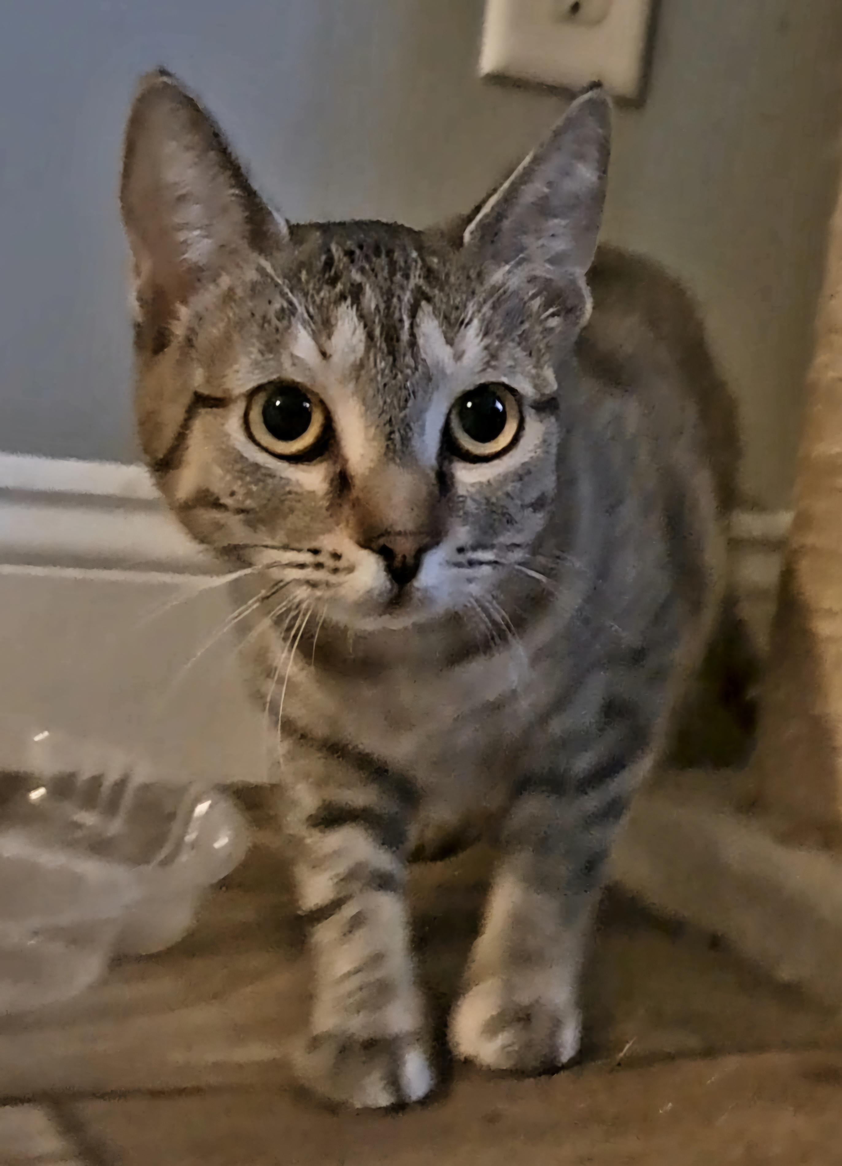 Enlarge BISCUIT, a Adoptable Domestic Short Hair in Wilmington, NC image 1/3