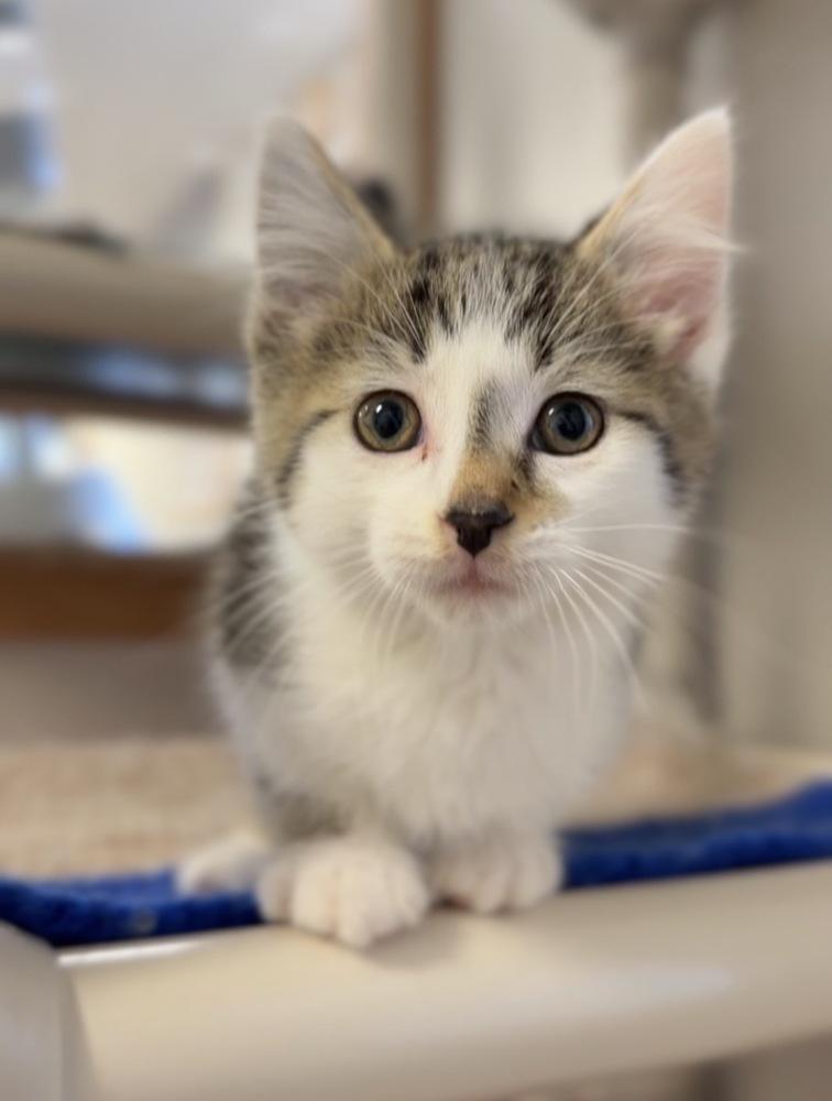 Enlarge Oregano, a Adoptable mixed breed in Bemidji, MN image 1/2