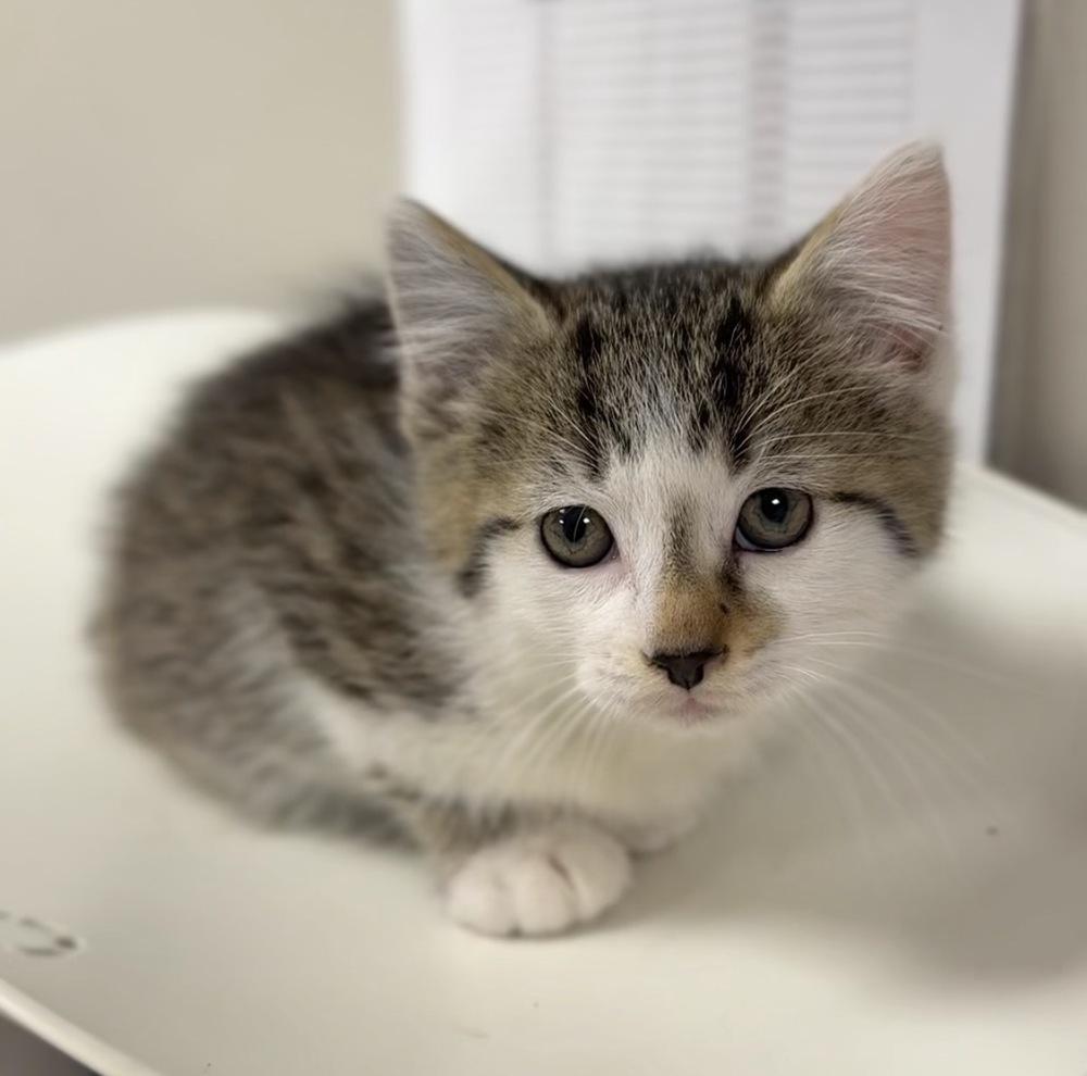 Enlarge Oregano, a Adoptable mixed breed in Bemidji, MN image 2/2