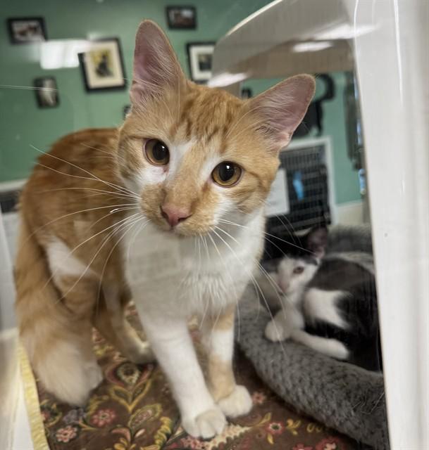 BUTTERFINGERS, Adoptable, Young Male Domestic Medium Hair.