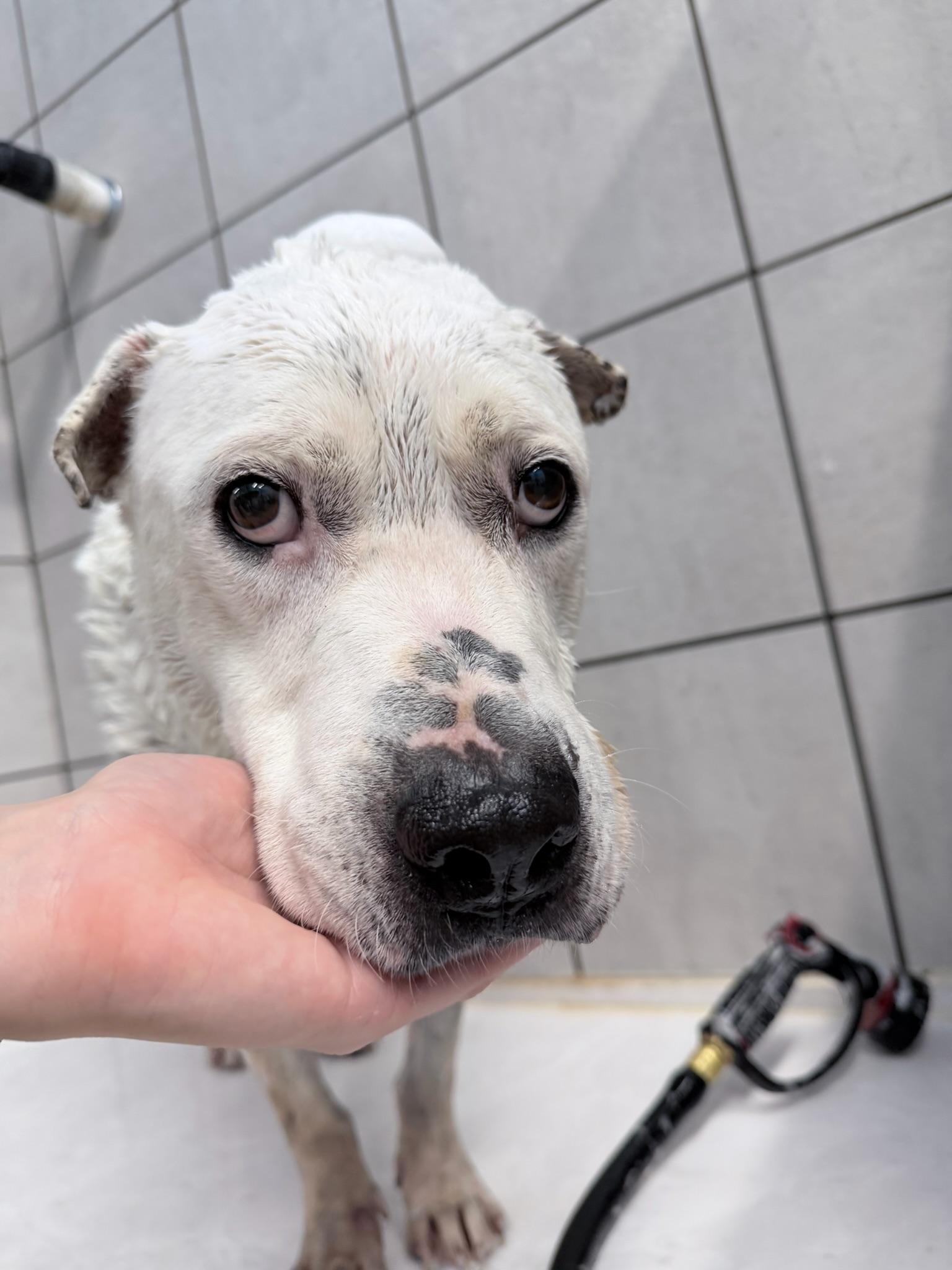Enlarge Brian, a Adopted Mixed Breed in Indianapolis , IN image 3/6