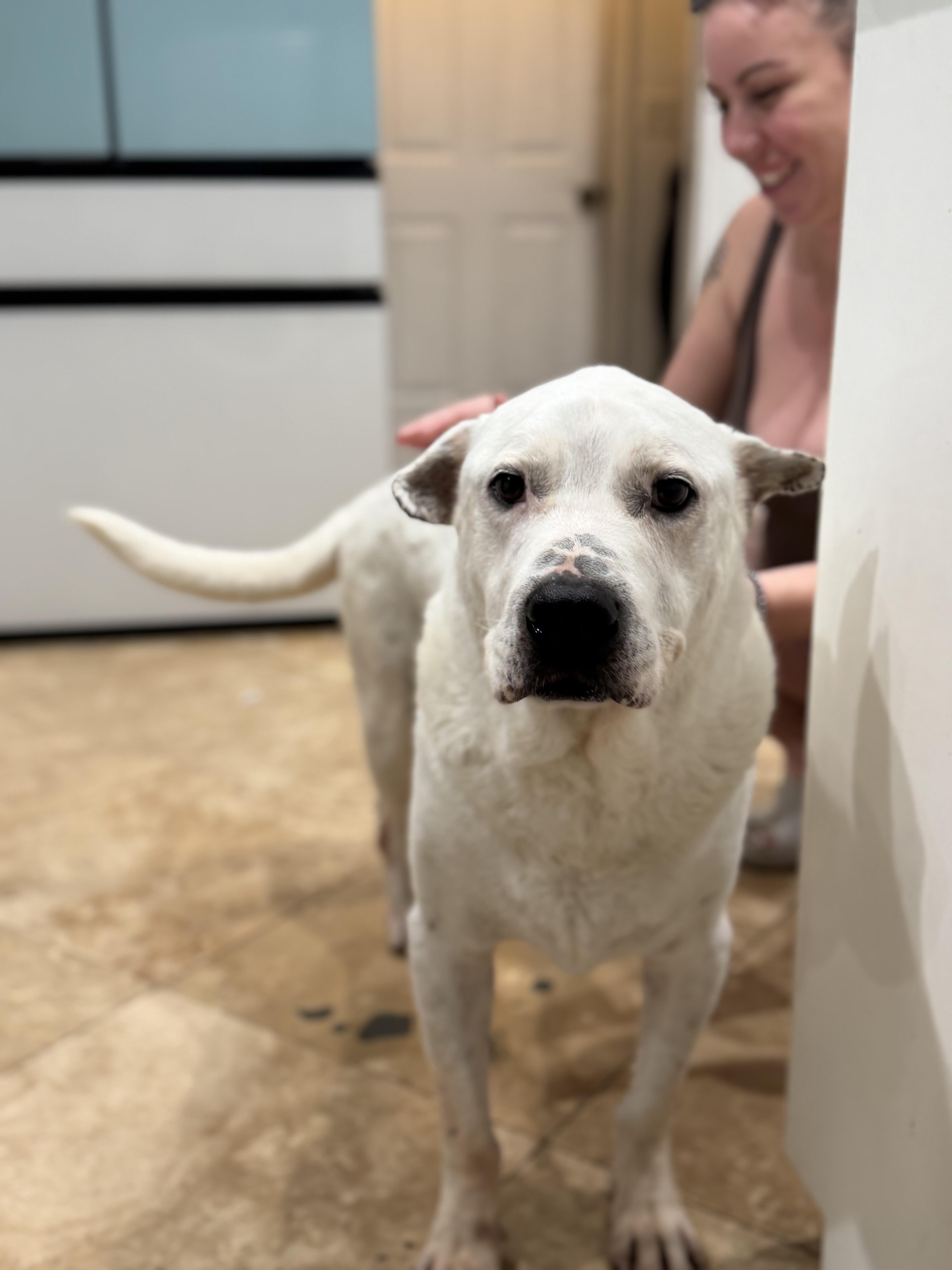 Enlarge Brian, a Adopted Mixed Breed in Indianapolis , IN image 1/6