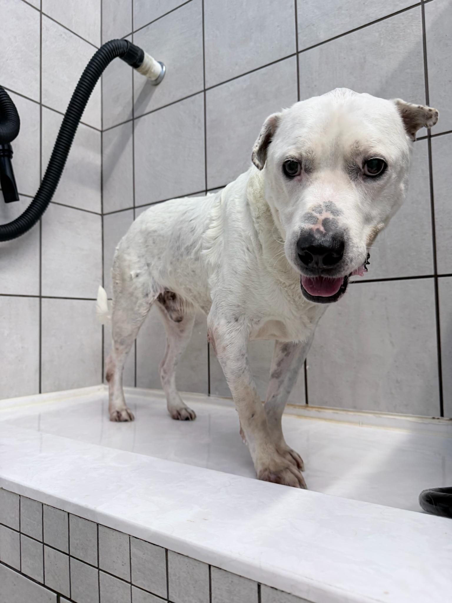 Enlarge Brian, a Adopted Mixed Breed in Indianapolis , IN image 2/6