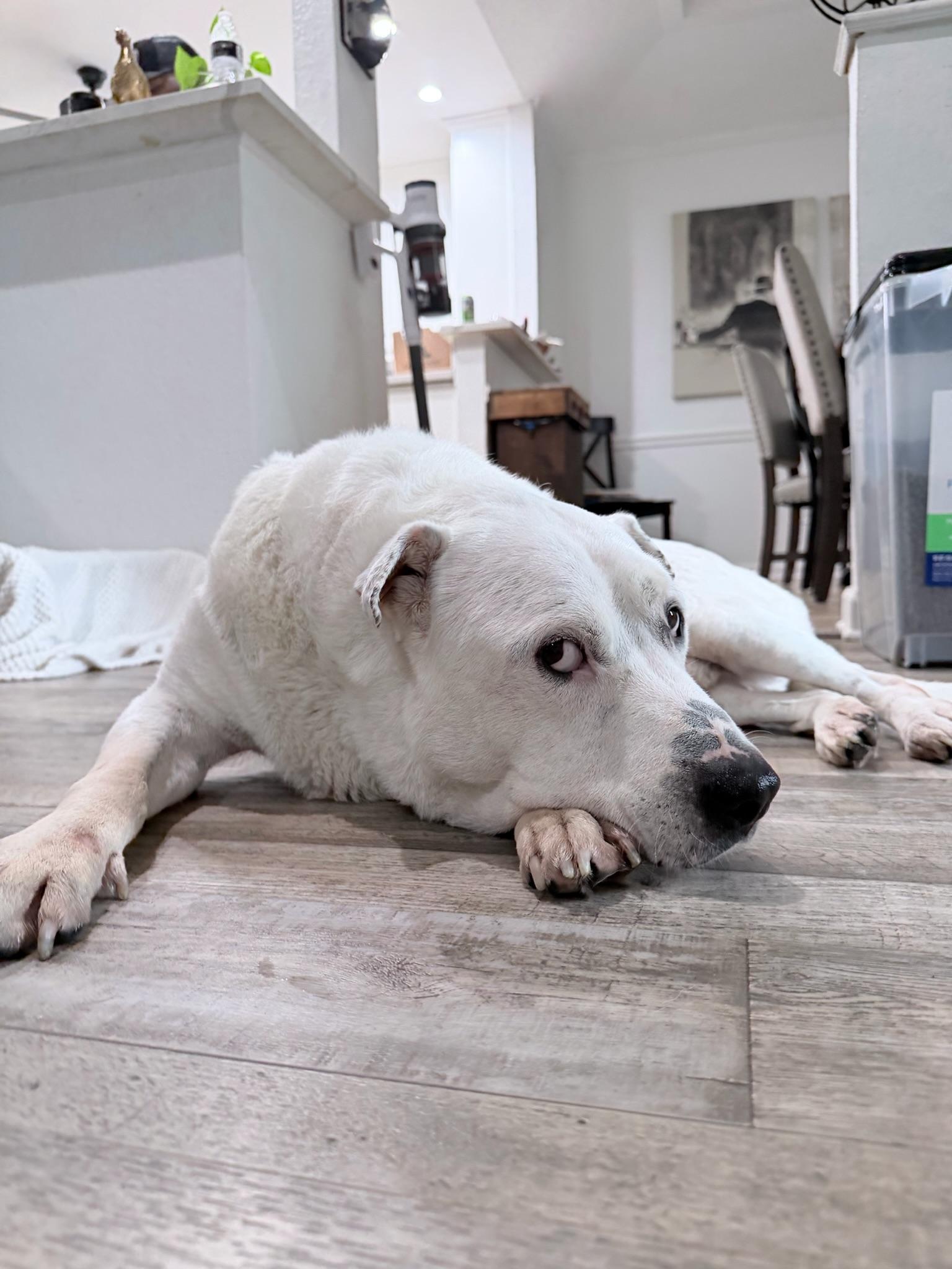 Enlarge Brian, a Adopted Mixed Breed in Indianapolis , IN image 4/6