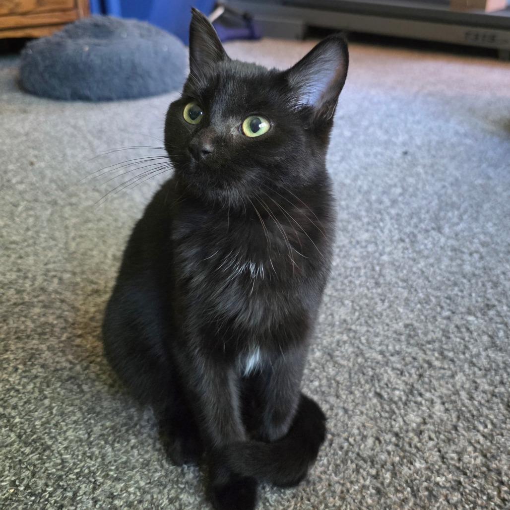 Salem C12518, Adoptable, Kitten Female Domestic Short Hair.