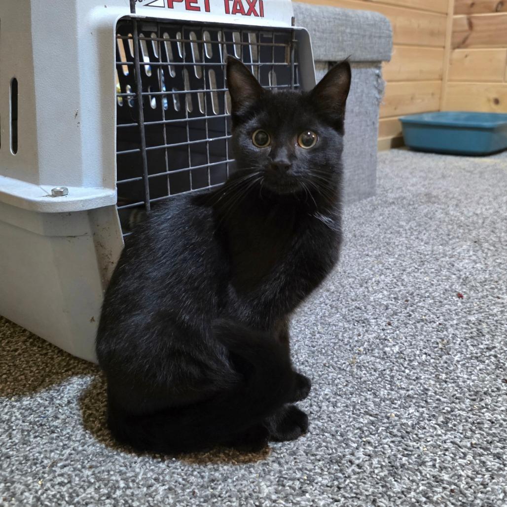 Enlarge Salem C12518, a Adoptable Domestic Short Hair in Princeton, MN image 2/2