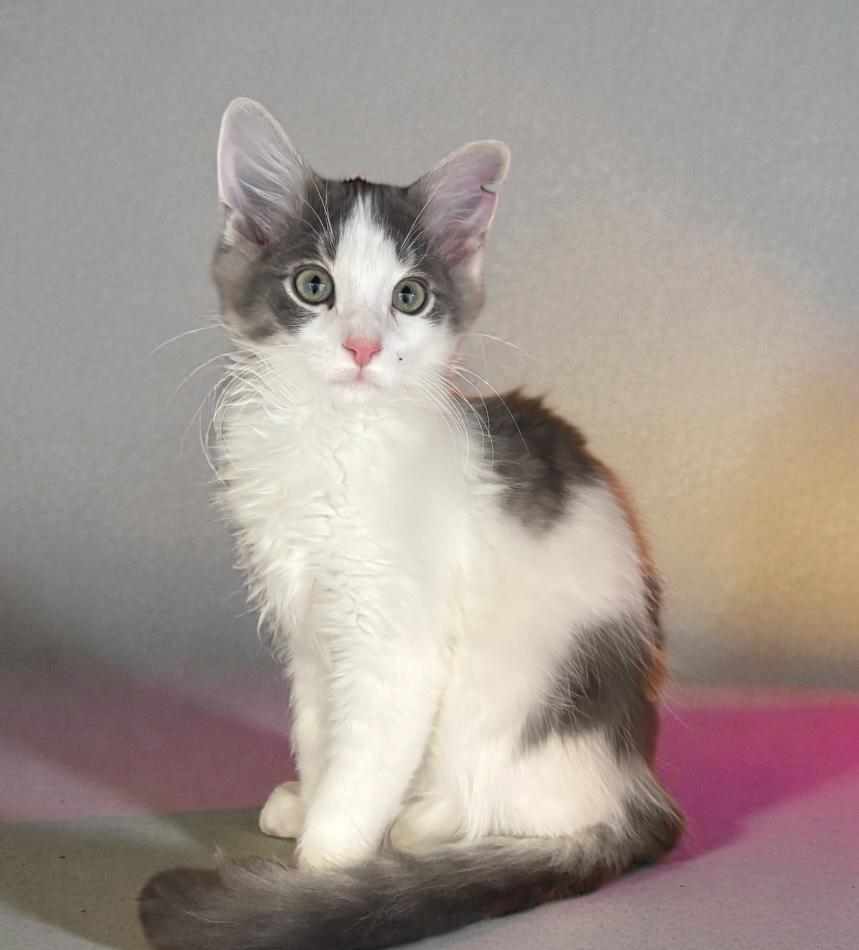Biscuit KITTEN, a Adoptable Domestic Medium Hair in Perry, IA image 1/3