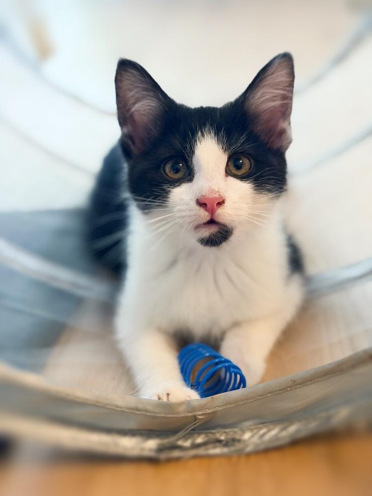 Charming, a Adoptable Domestic Short Hair in Silver Spring, MD image 1/2