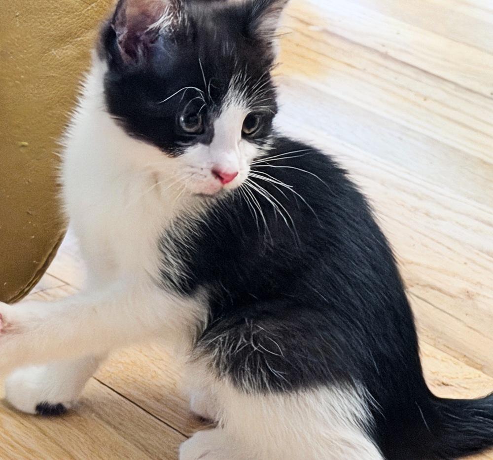 Charming, a Adoptable Domestic Short Hair in Silver Spring, MD image 2/2