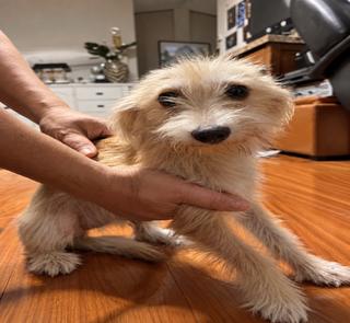 Canela, Adoptable, Puppy Female Maltese & Yorkshire Terrier.