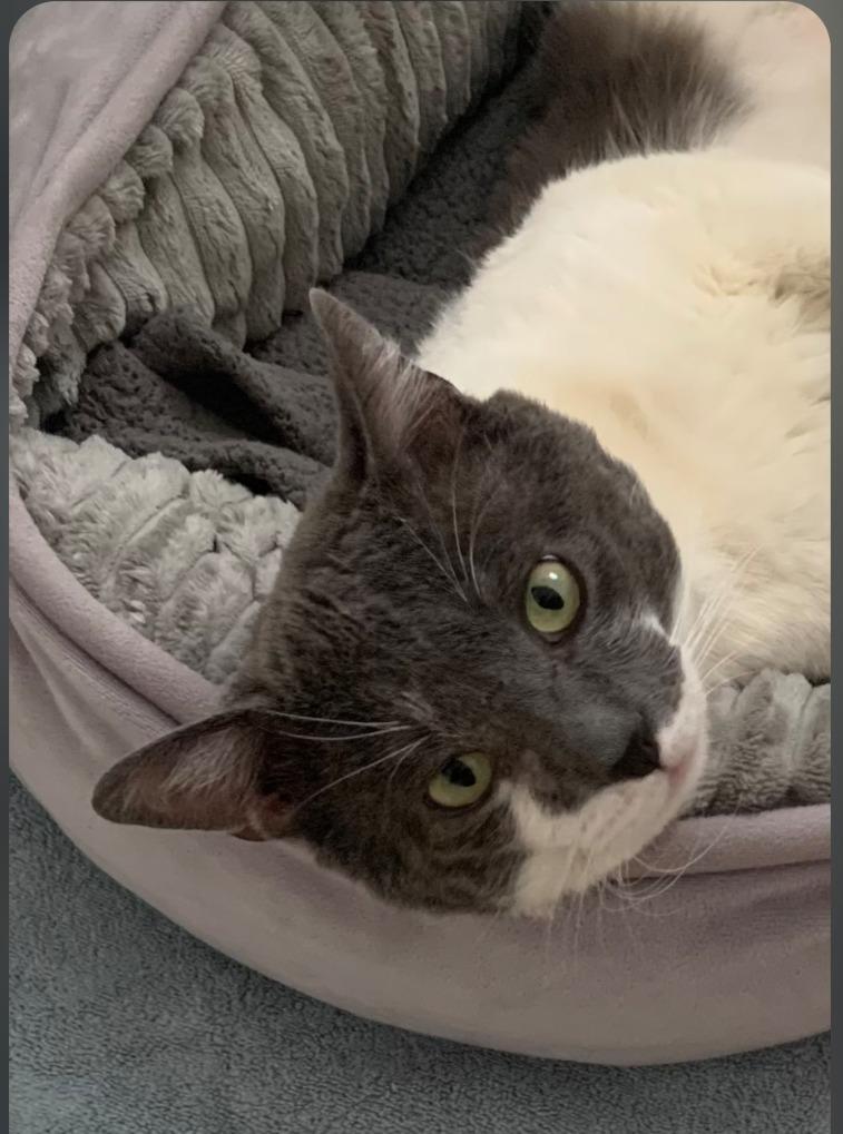 Enlarge Pappa Smokey, a Adoptable mixed breed in San Pedro, CA image 1/1
