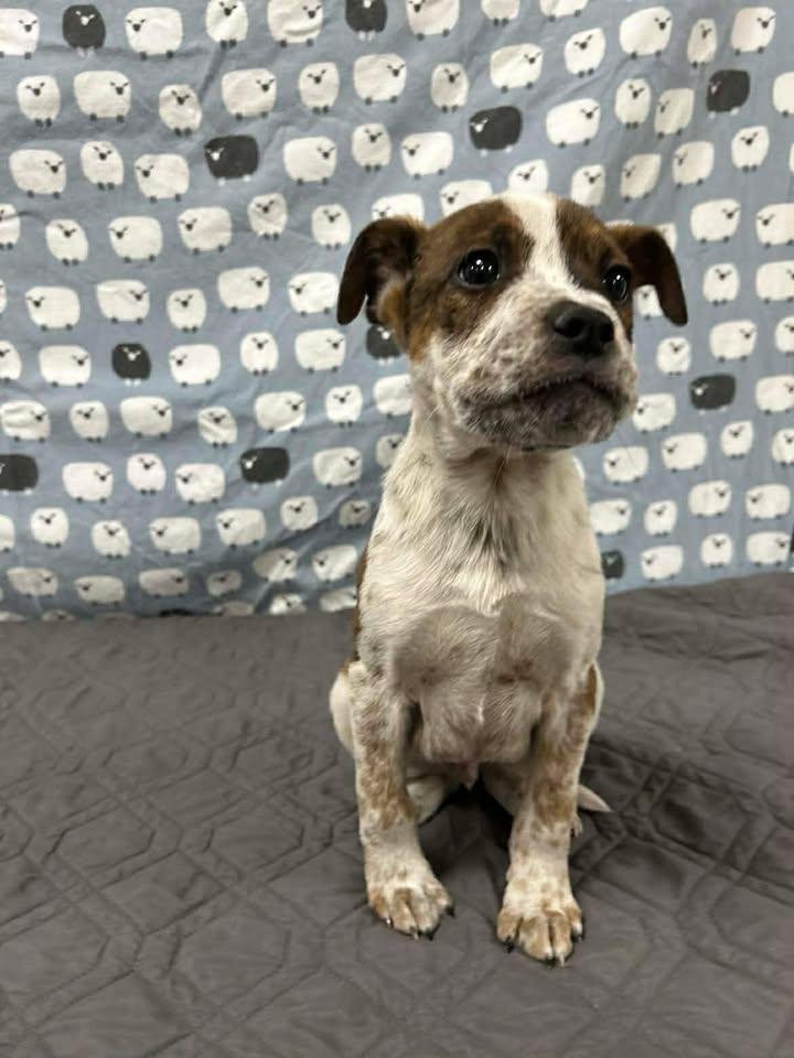 Enlarge CRINGE, a Adoptable mixed breed in Cookeville, TN image 1/1