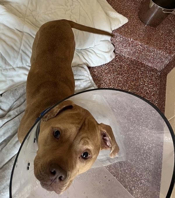 Enlarge Daisy, a Adoptable mixed breed in Stratham, NH image 1/2