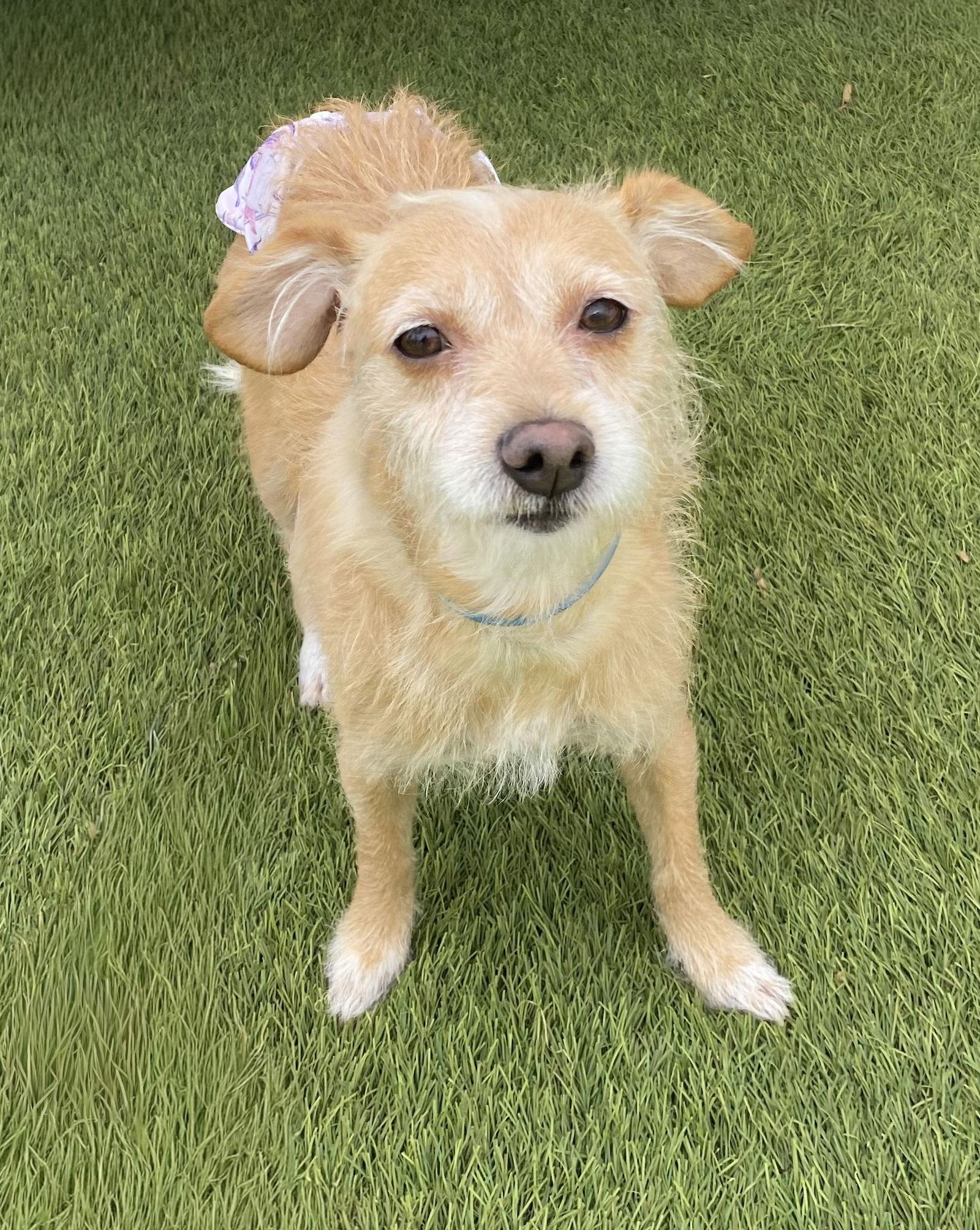 Maude, Adoptable, Adult Female Terrier.