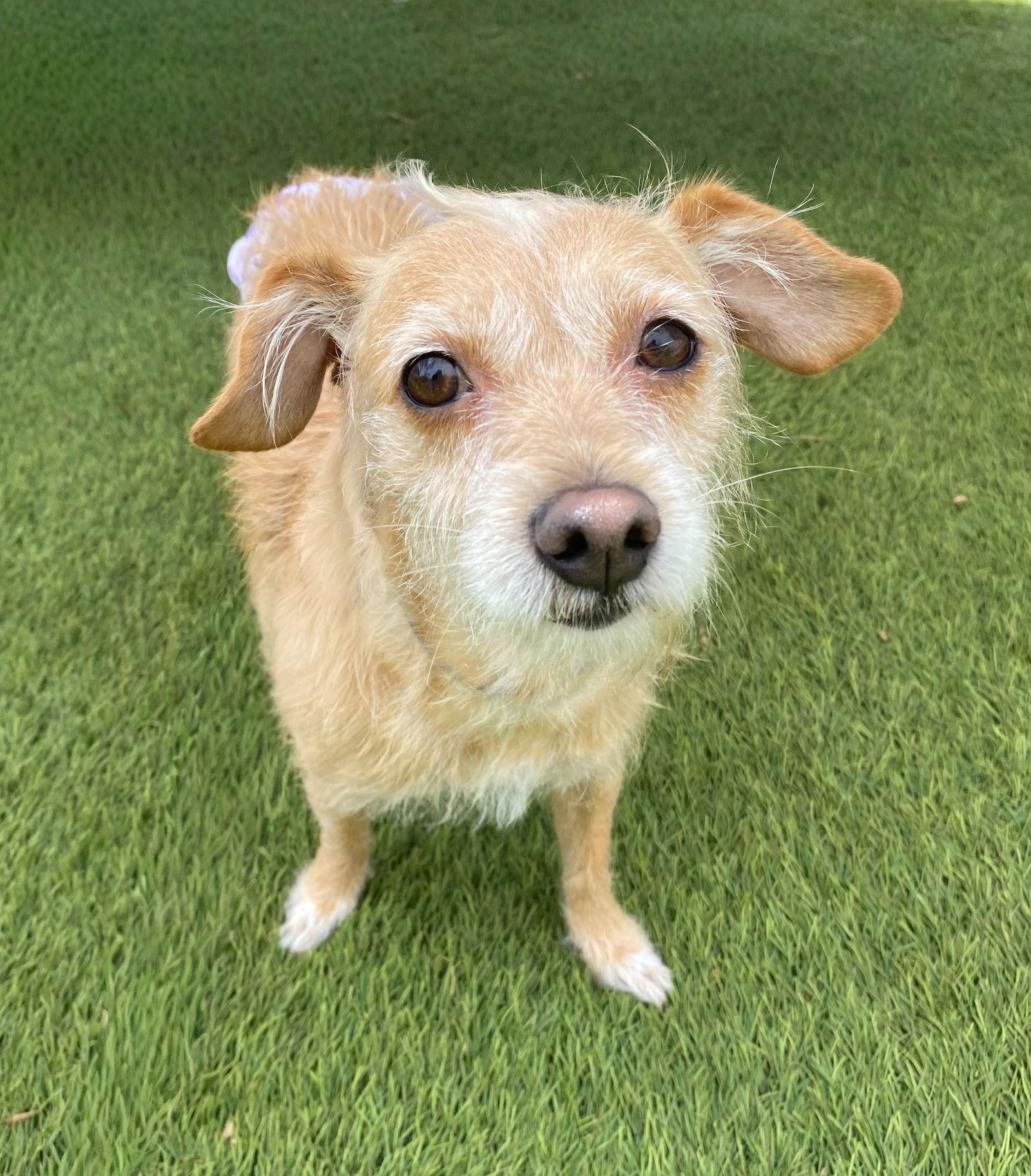 Enlarge Maude, a Adoptable Terrier in La Verne, CA image 2/3