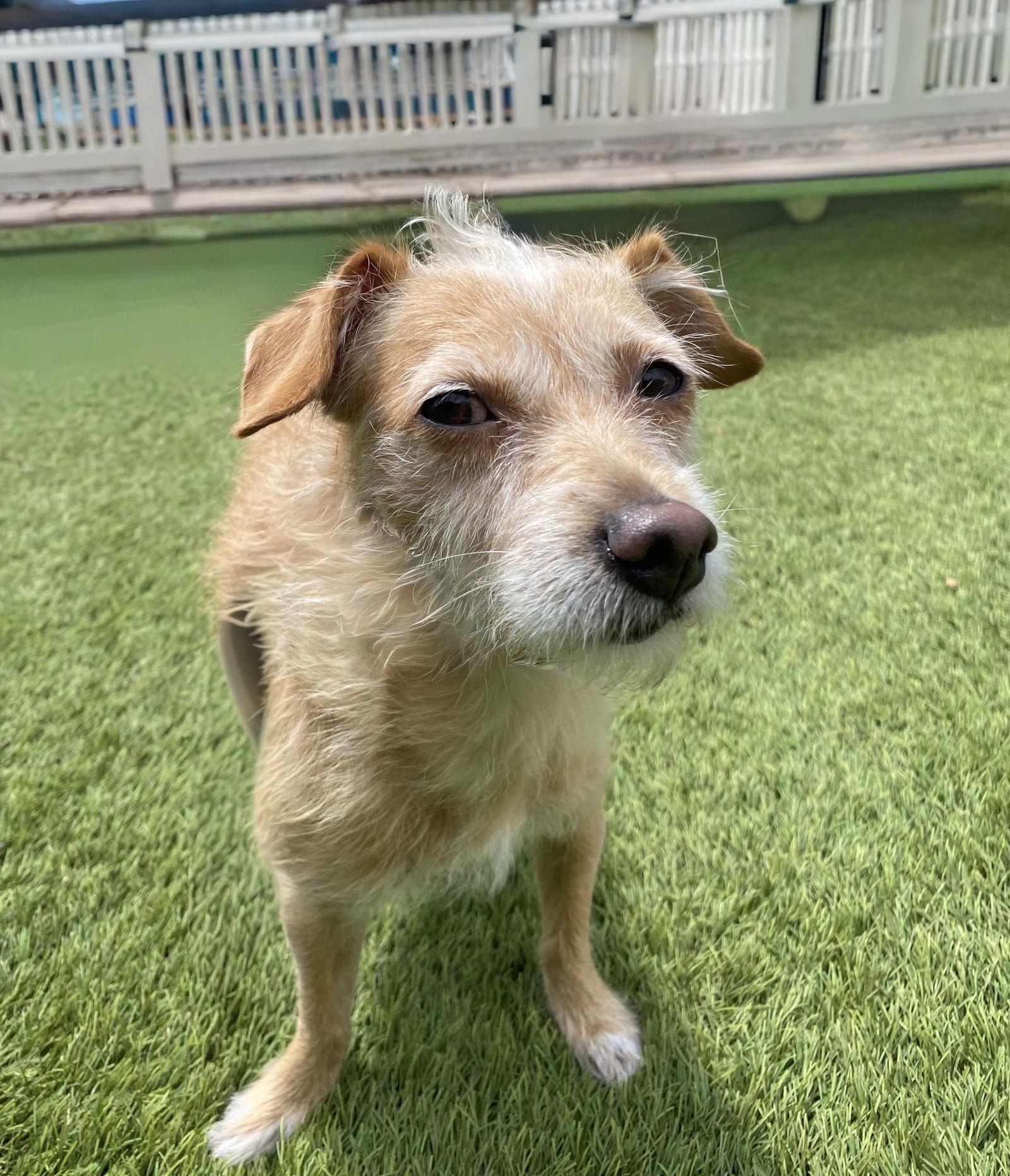 Enlarge Maude, a Adoptable Terrier in La Verne, CA image 3/3