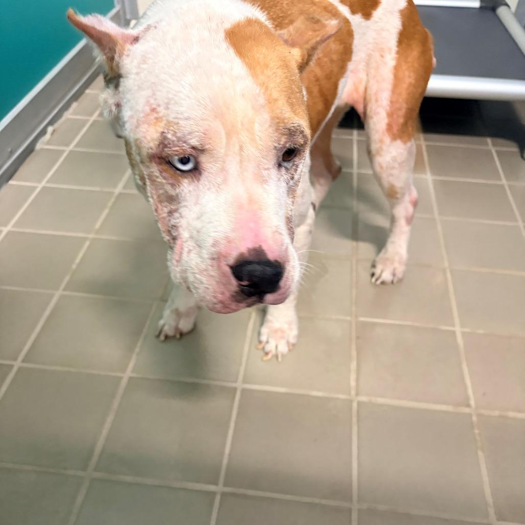 Enlarge Polly, a Adoptable Pit Bull Terrier in Bryan, TX image 1/1