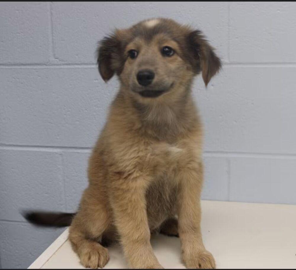 Enlarge Caramel, a Adoptable Labrador Retriever in Statesville, NC image 1/1