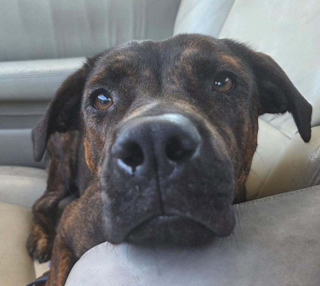 Enlarge Ruby, a Adoptable mixed breed in CONROE, TX image 1/1