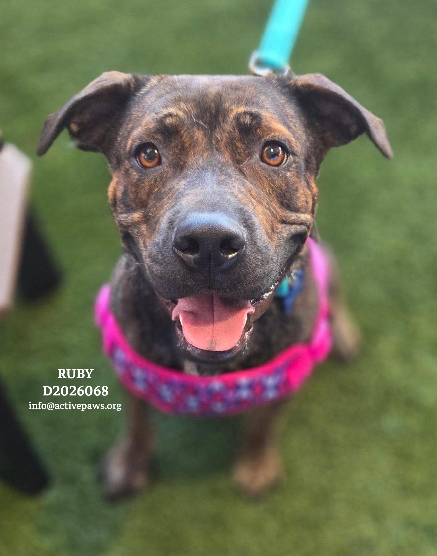 Ruby, Adoptable, Adult Female Mixed Breed.